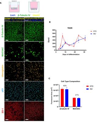 Modeling airway persistent infection of Moraxella catarrhalis and nontypeable Haemophilus influenzae by using human in vitro models